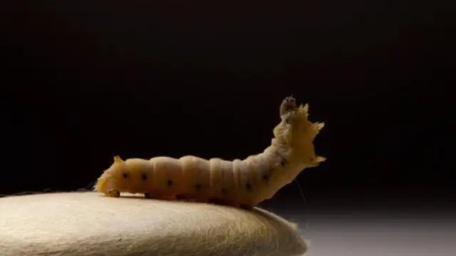 Vers A Soie Sericyne Cc Sericyne