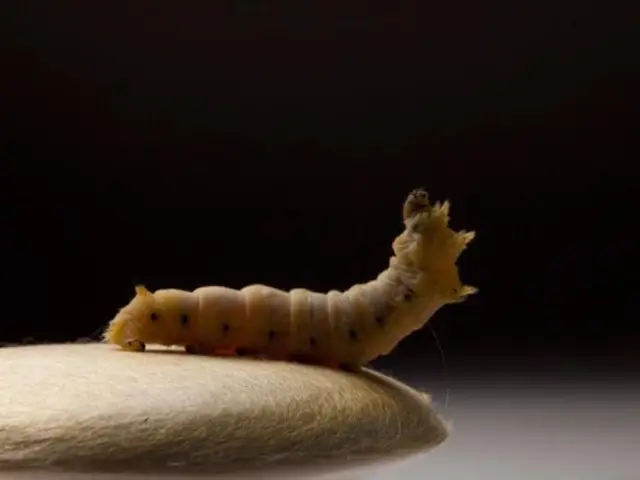 Vers A Soie Sericyne Cc Sericyne