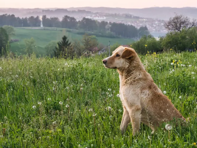 A cute adorable brown dog on the background of greenery