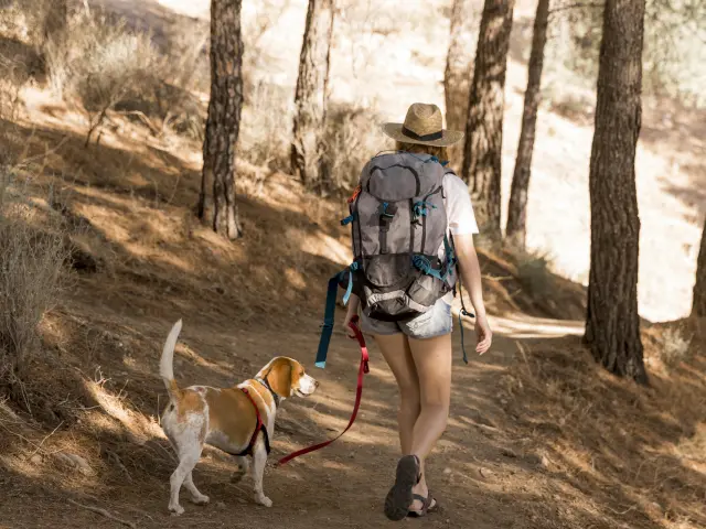 Woman Her Dog Walking Woods From Shot