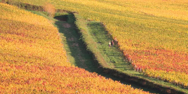 Vignes Givry Automne 2017 Jm 37