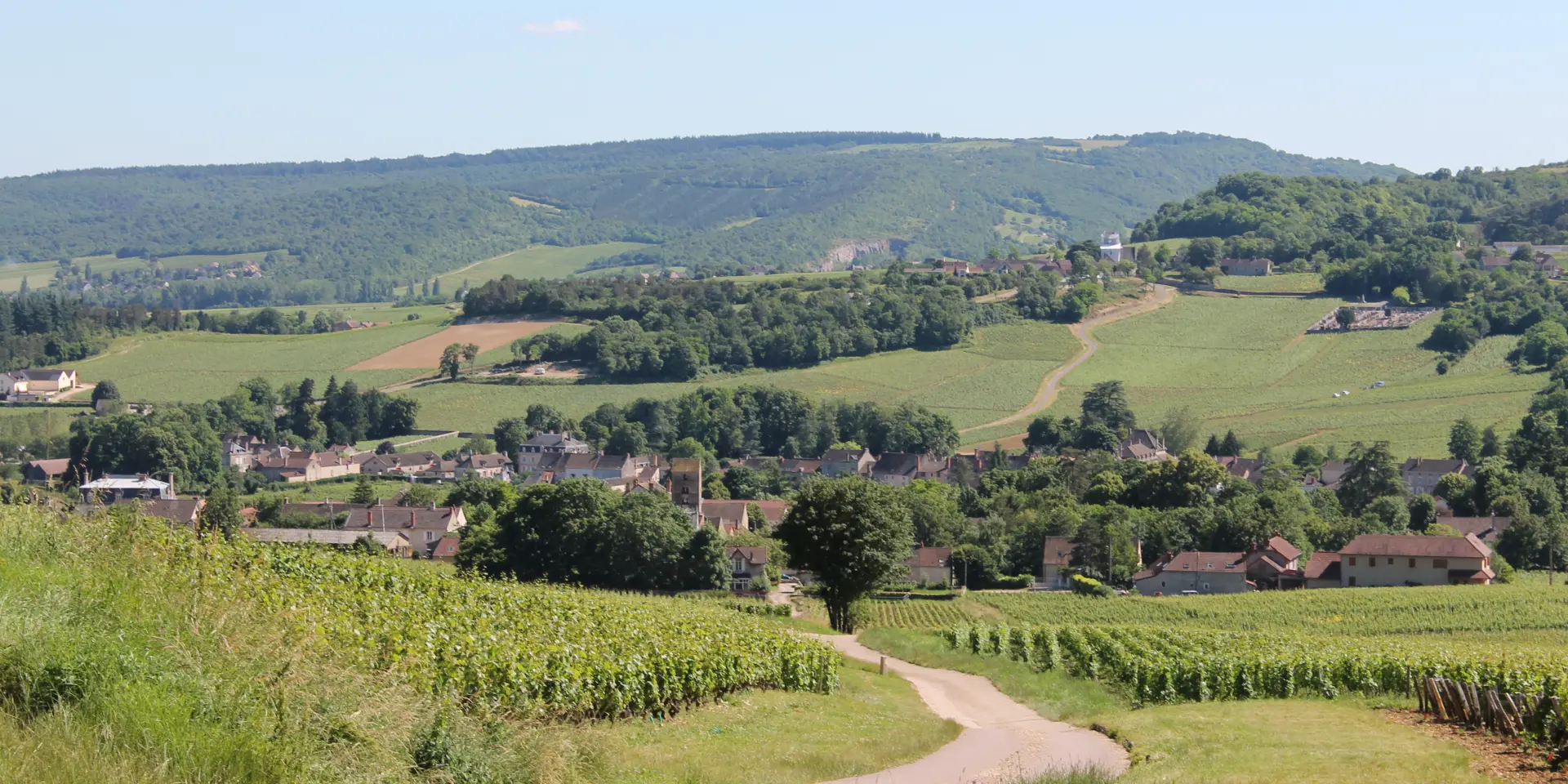 Mercurey Vignes Juin 2016 15