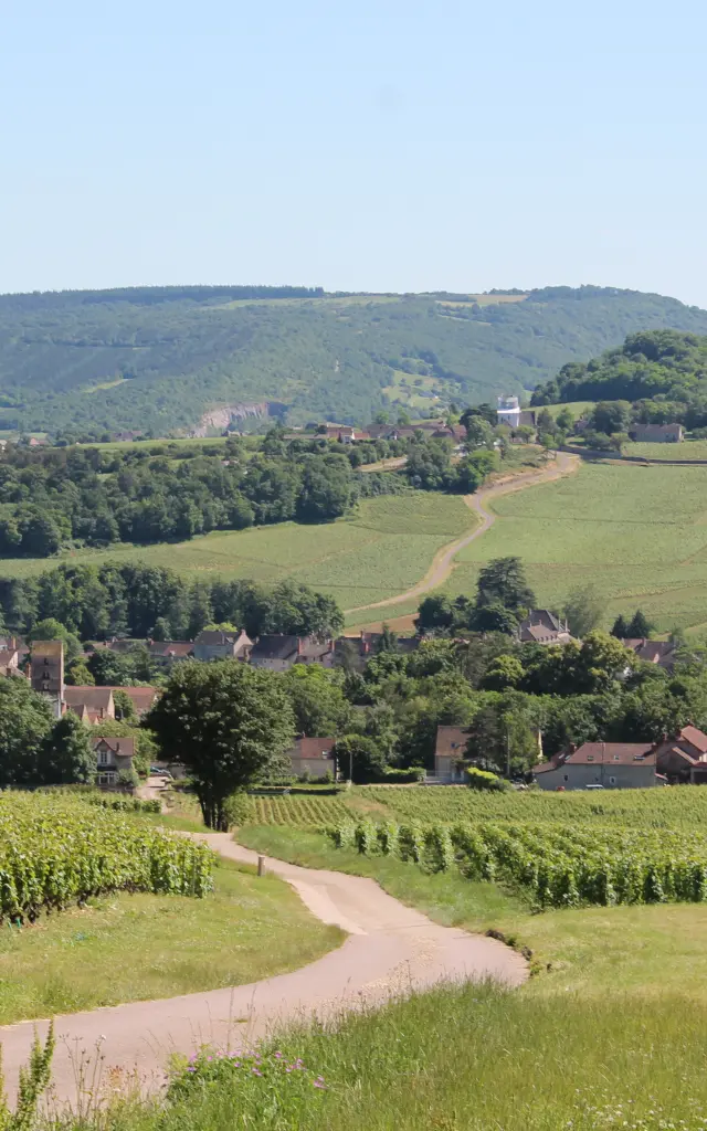 Mercurey Vignes June 2016 15