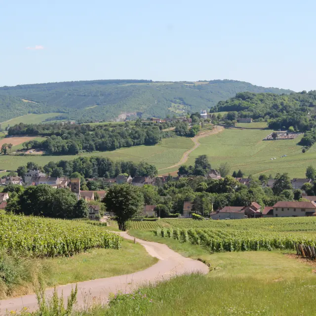 Mercurey Vignes Juin 2016 15