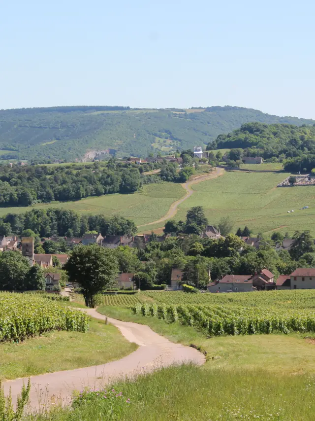 Mercurey Vignes Juin 2016 15