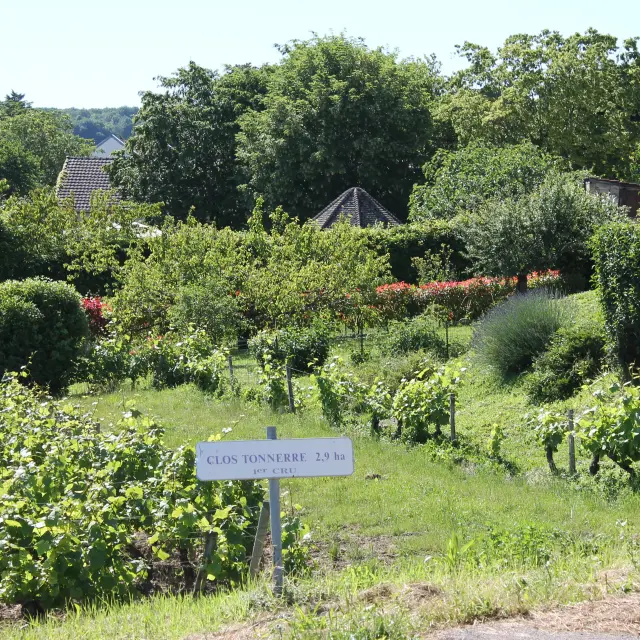 Weinberge Cote Chalonnaise