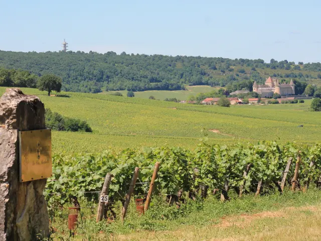 Rully Chateau Vignes Juin 2016 8