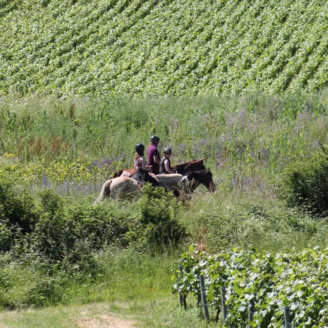 Rully Chevaux Juin2016 36