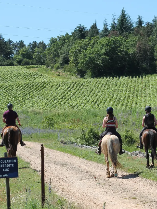 Rully Chevaux Juin2016 26