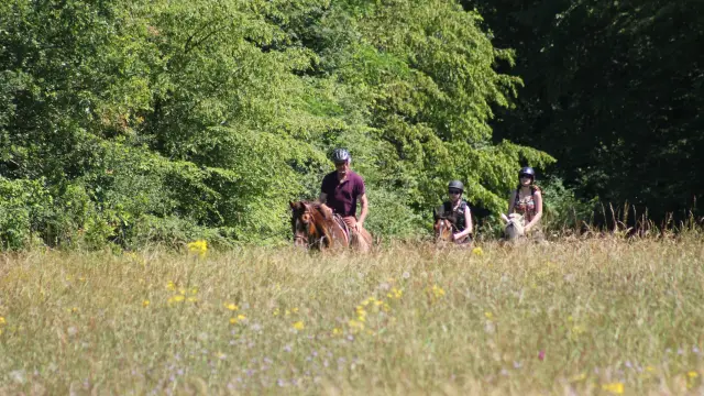 Rully Promenade Randonnee Pferd