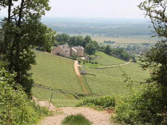 Domaine Viticole Cote Chalonnaise