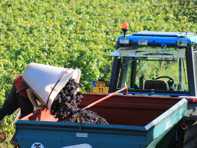 Vendanges Cote Chalonnaise