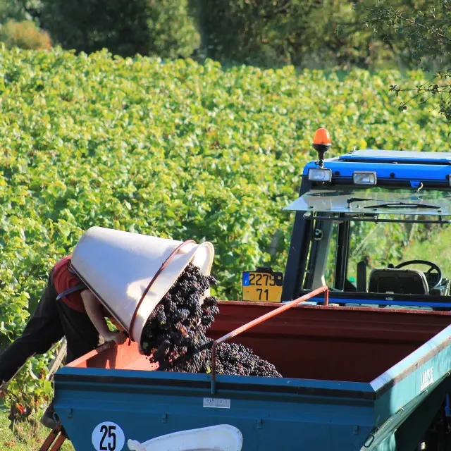 Vendanges Cote Chalonnaise