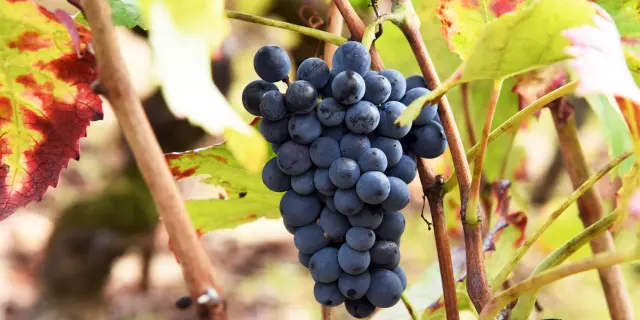 Autumn Vineyard Grape 2020 Rozenn Krebel 101