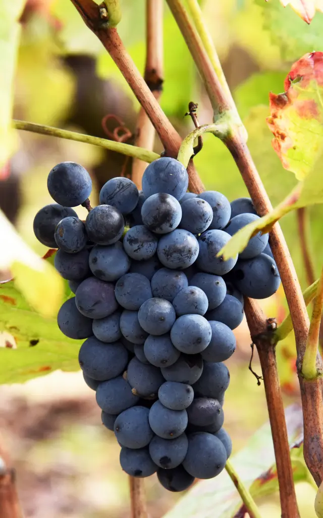 Automne Vignoble Vigne Raisin 2020 Rozenn Krebel 101