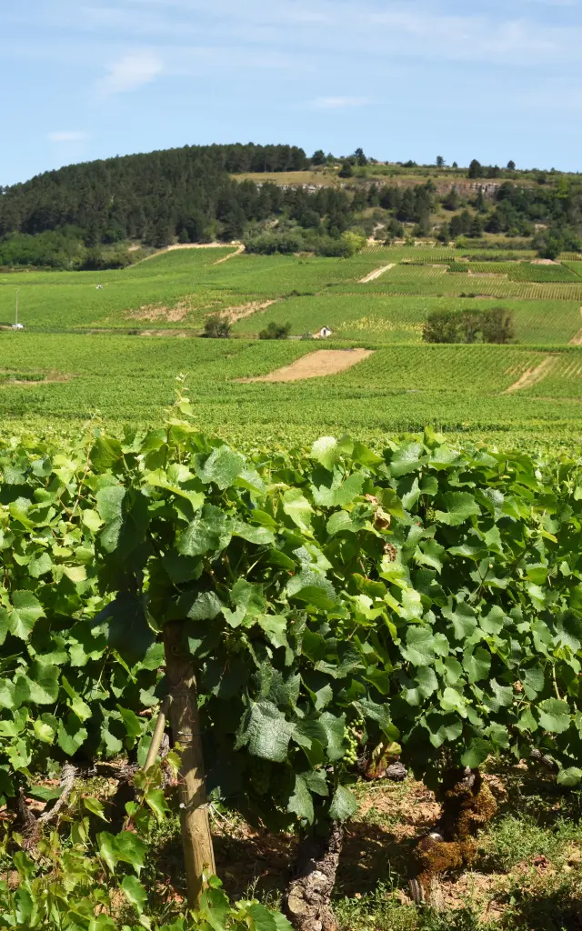 Sampigny Les Maranges Vignoble Vigne 2020 Rozenn Krebel 40