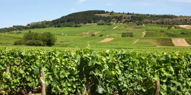 Sampigny Les Maranges Vignoble Vigne 2020 Rozenn Krebel 40