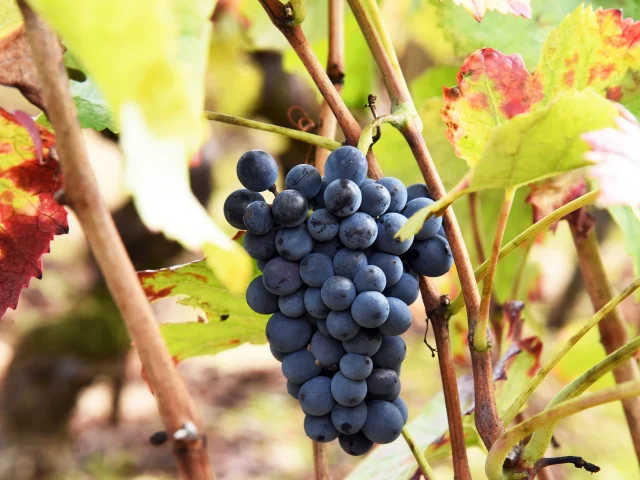 Automne Vignoble Vigne Raisin 2020 Rozenn Krebel 101