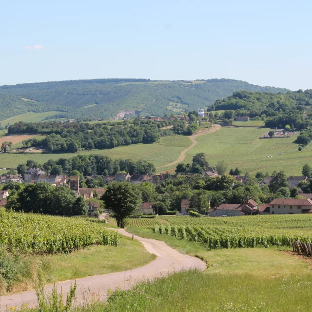 Mercurey Vignes Juni 2016 15