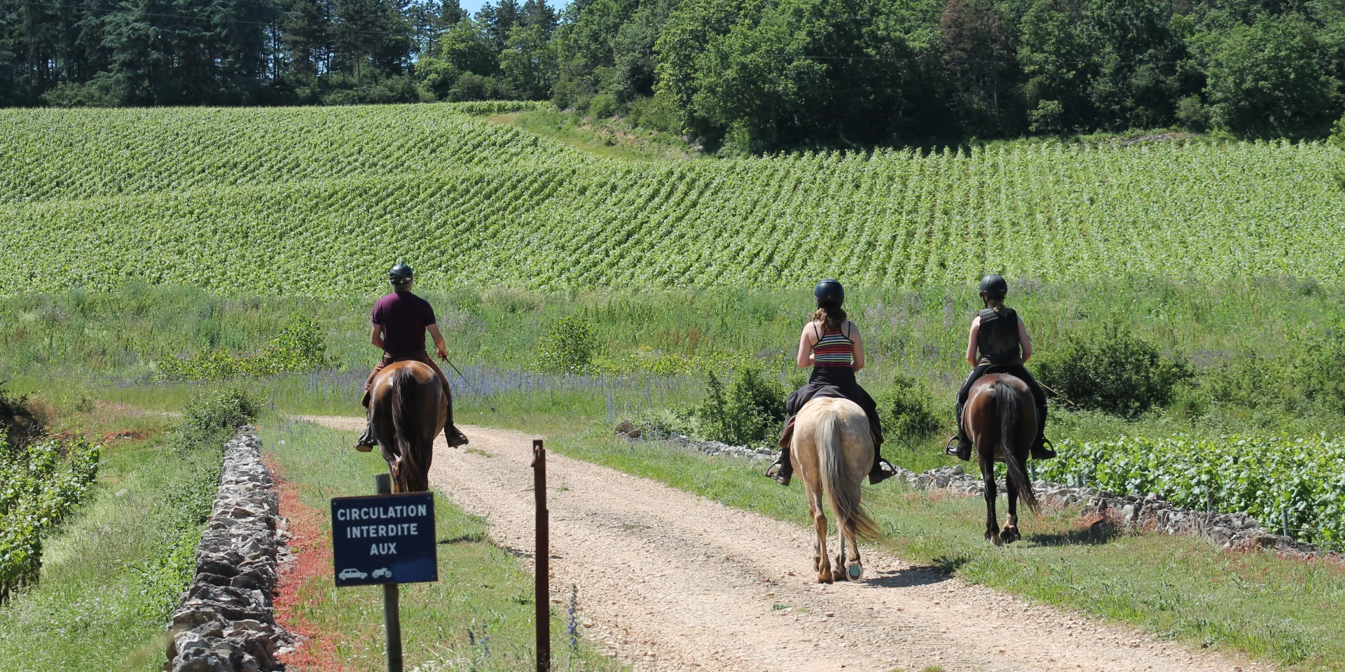 Rully Horses June2016 26