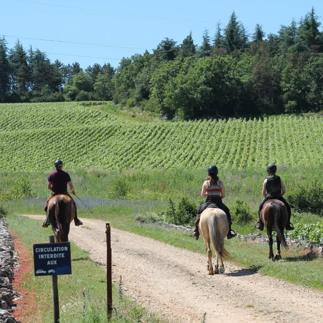 Rully Chevaux Juin2016 26