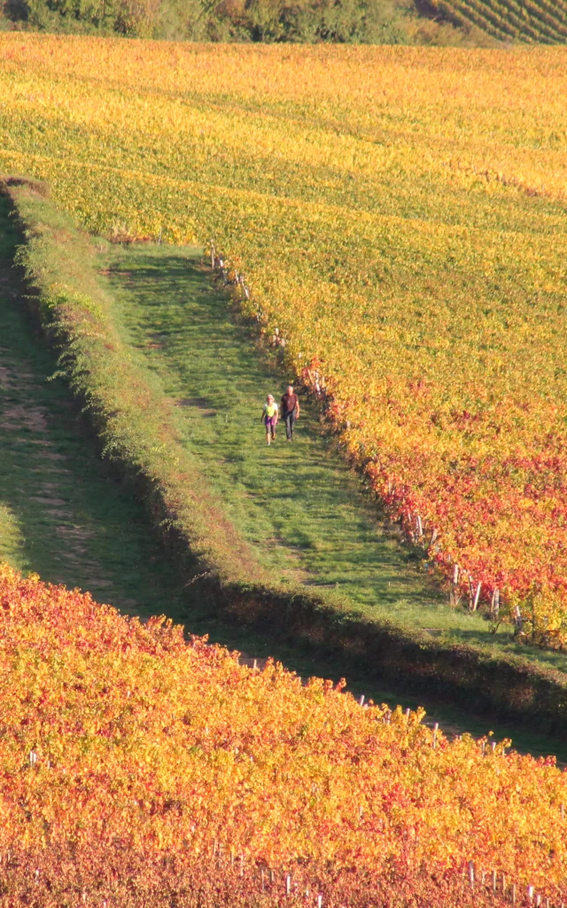 Vignes Givry Automne 2017 Jm 37