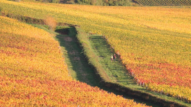 Reben Givry Herbst 2017 Jm 37