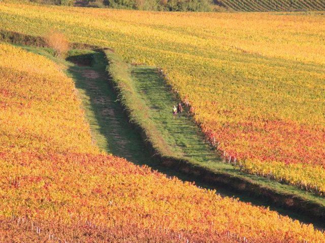 Vignes Givry Automne 2017 Jm 37