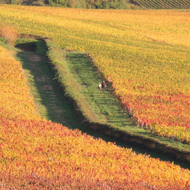 Vignes Givry Automne 2017 Jm 37