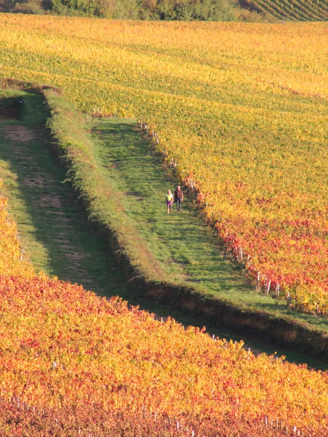Vignes Givry Automne 2017 Jm 37