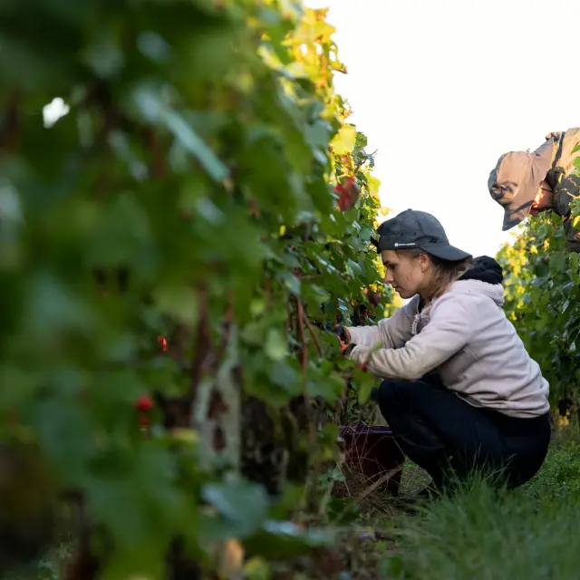 Vdc Gc Cheilly Les Maranges Md 1