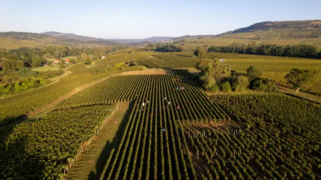 Vdc Gc Cheilly Les Maranges Md 6