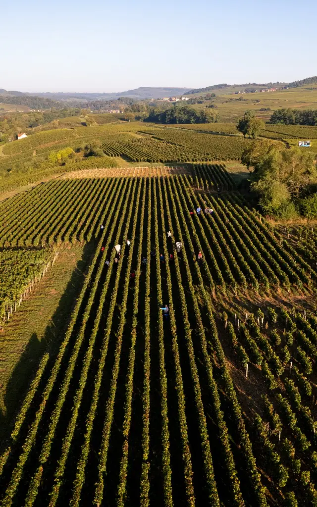 Vdc Gc Cheilly Les Maranges Md 6