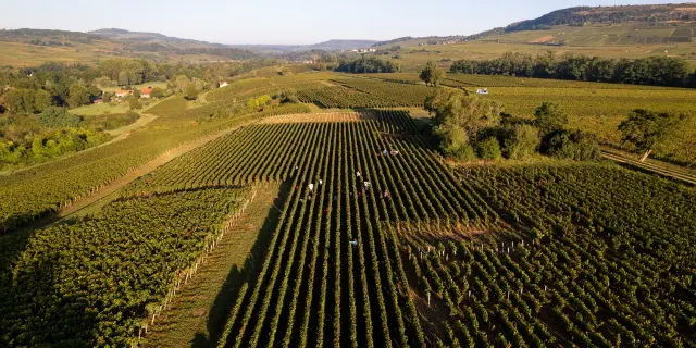 Vdc Gc Cheilly Les Maranges Md 6