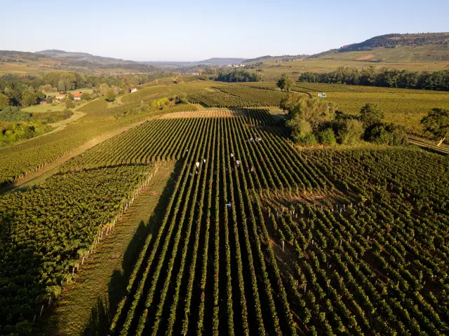 Vdc Gc Cheilly Les Maranges Md 6