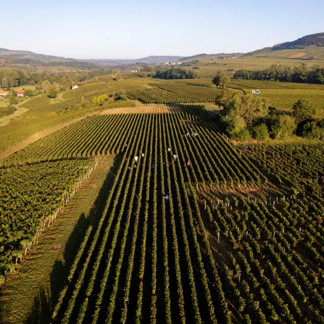 Vdc Gc Cheilly Les Maranges Md 6