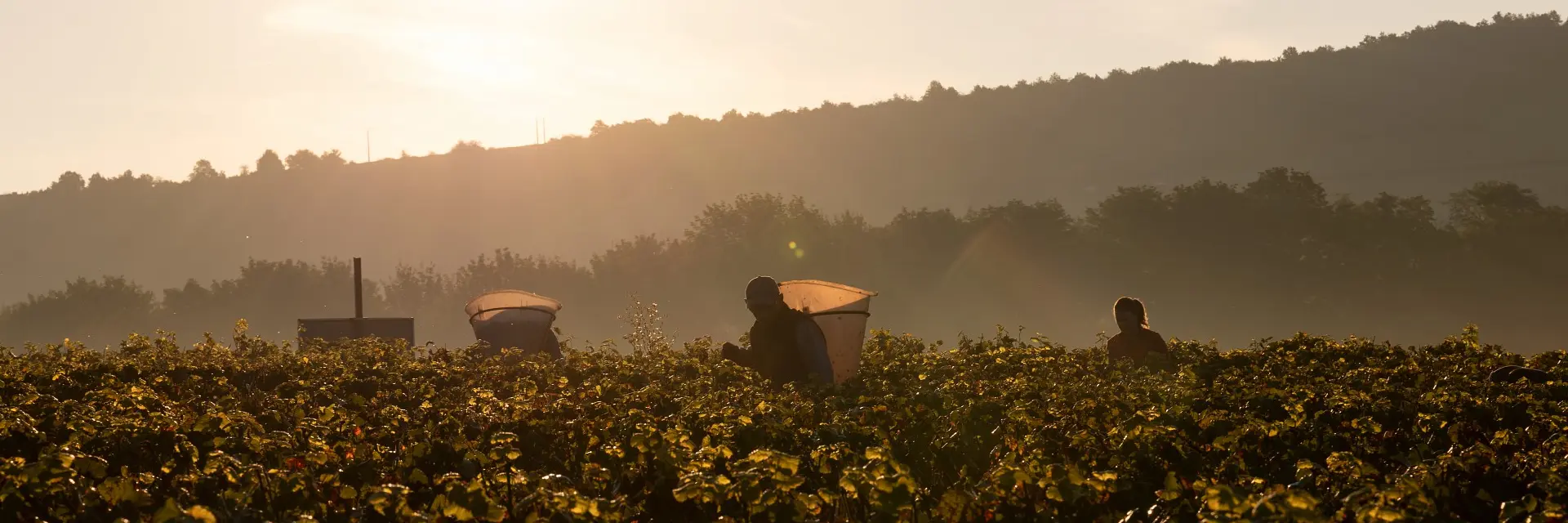 Vdc Gc Cheilly Les Maranges Md 9