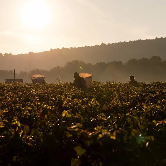 Vdc Gc Cheilly Les Maranges Md 9