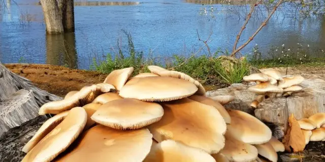 Instagram #chalonsursaone