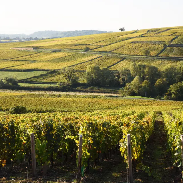 Montagny Automne Vignoble Vigne Paysage