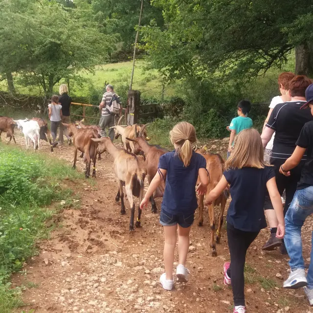 Visite chèvrerie russilly