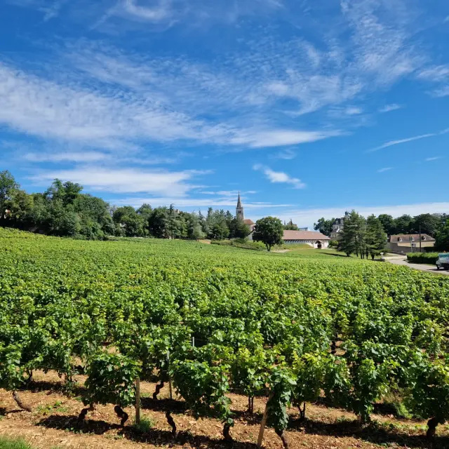 Vignes Rully