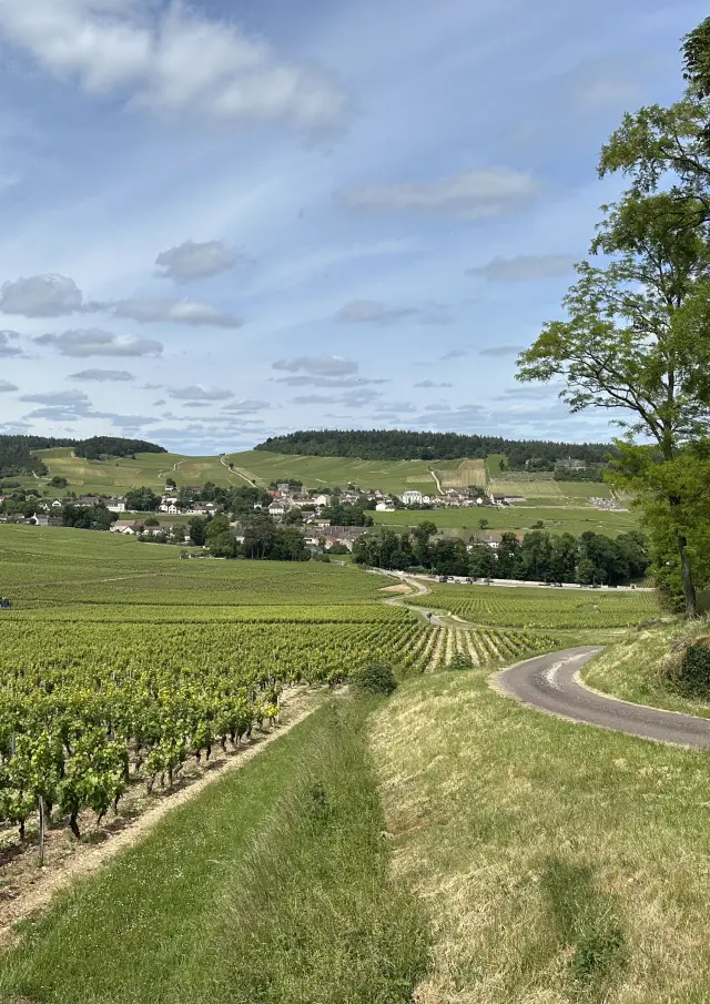 Mercurey Vignes Ot 6