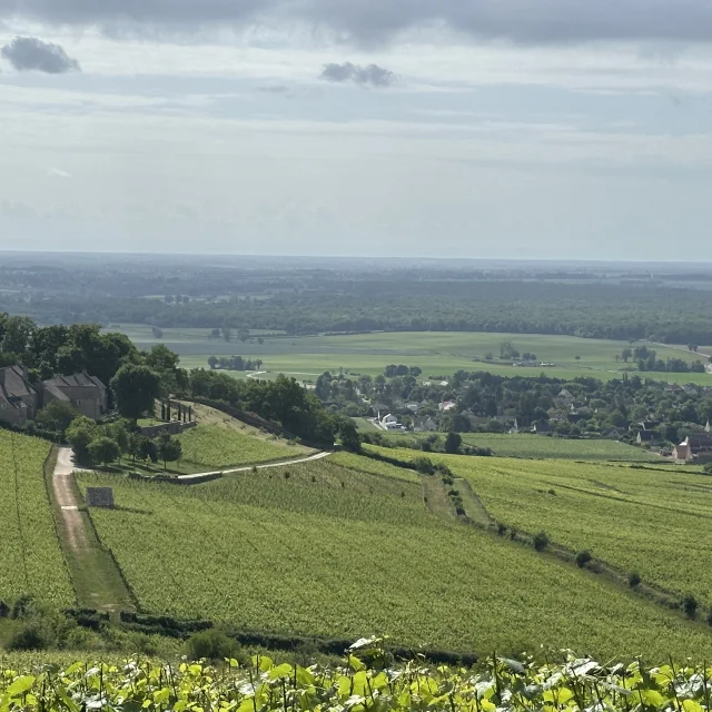 Vineyard walk Givry Ot 4