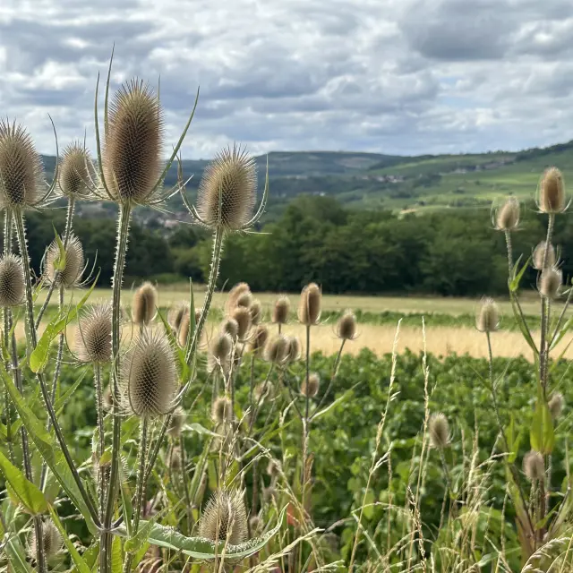 Maranges Paysages Randonnee 2025 Ot 2