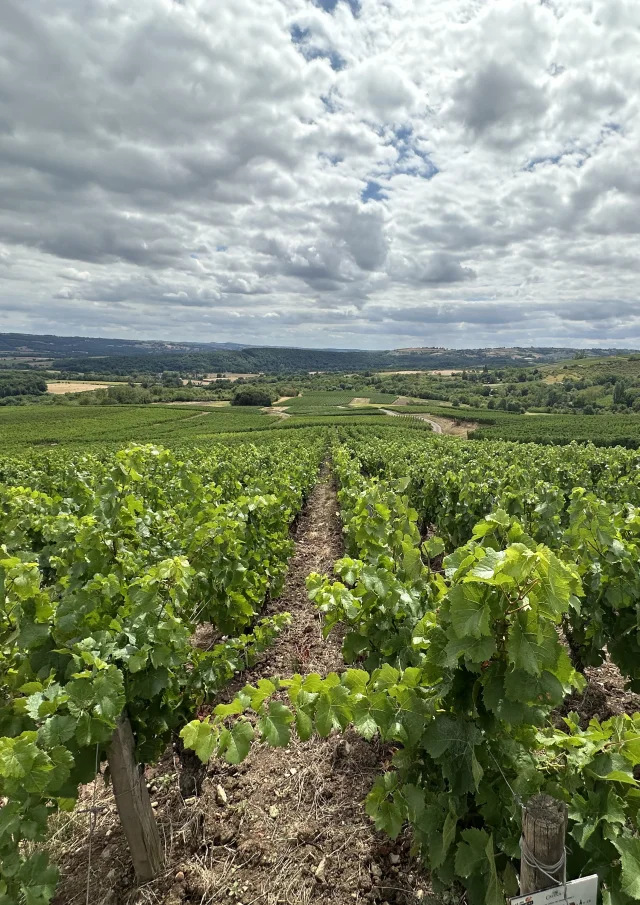 Maranges Paysages Randonnee 2025 Ot 8