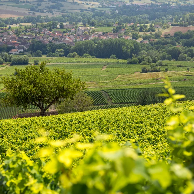 Vignobles des Maranges