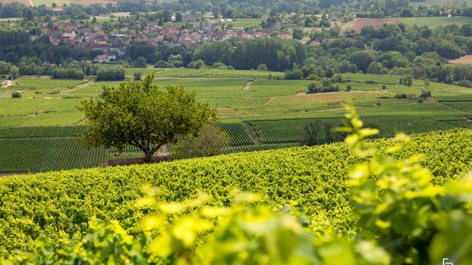 Vignobles des Maranges
