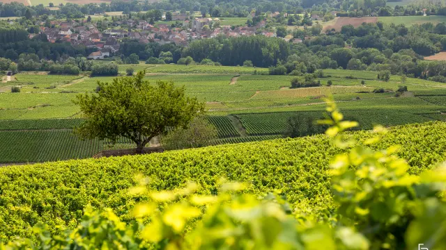 Vignobles des Maranges