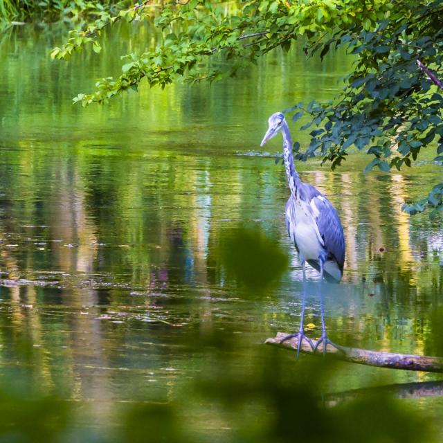 Jard Anglais Heron Nature Chalons © Michel Bister